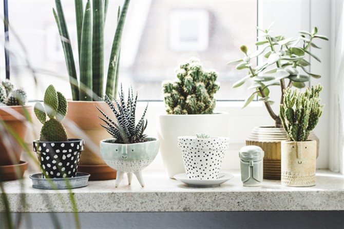 How To Fake Adulting - Plants