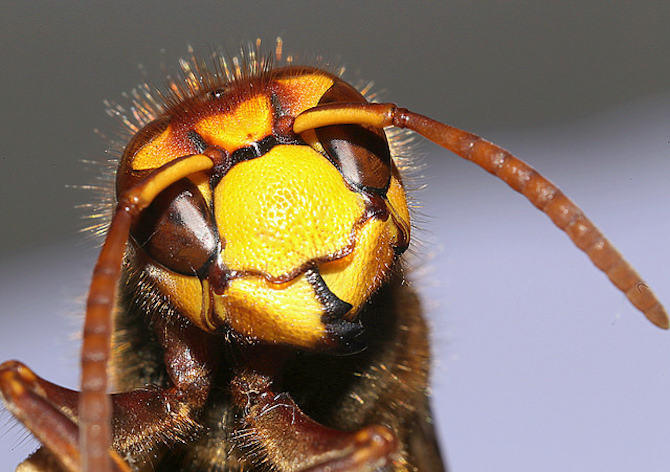 Macro Photography - Bee