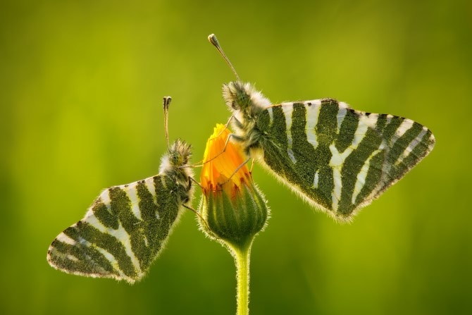 Macro Photography Tips - Butterflies