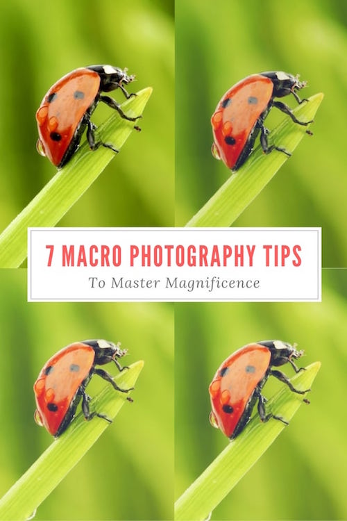 7 Macro Photography Tips To Master Magnificence